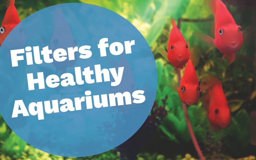 Aquarium Filters for Healthy Environments