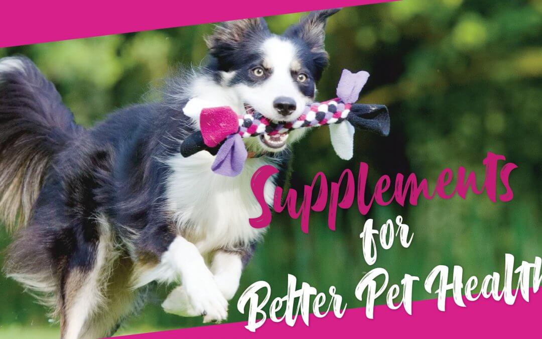Supplements for Better Pet Health