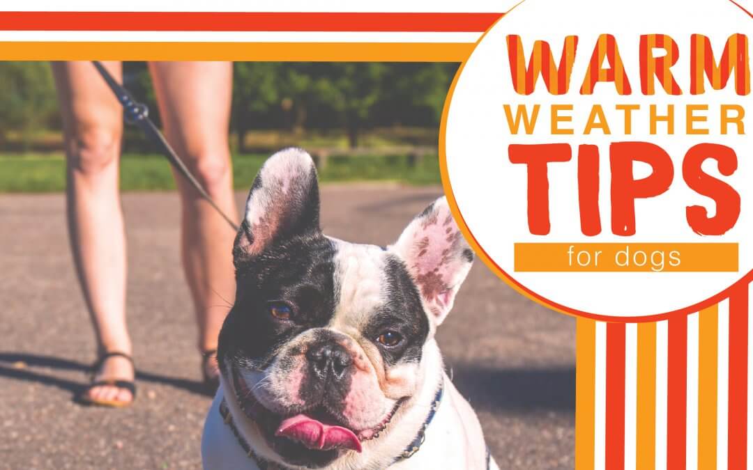 Warm Weather Tips for Dogs