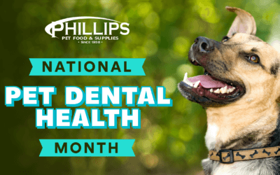Promoting Pet Dental Health in February